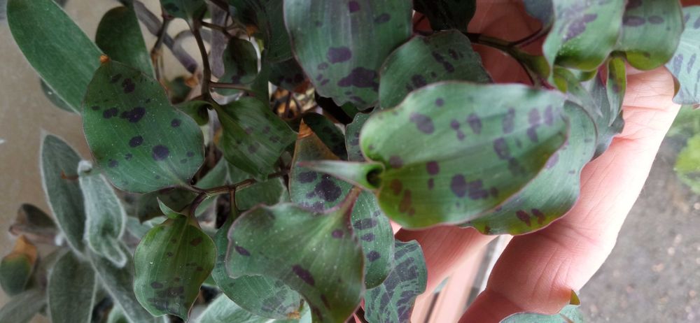 Rośliny doniczkowe kwiaty trzykrotki kolorowe zielone.