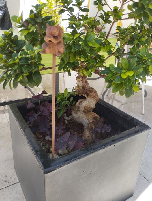 Planta Ficus Ginseng  Bonsai em vaso (68 cm)