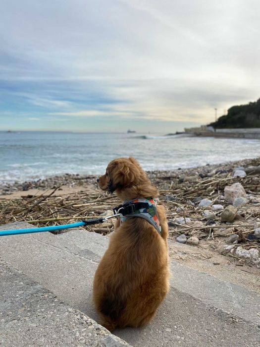 Pet Sitting de confiança - Cuido do seu patudo com carinho!