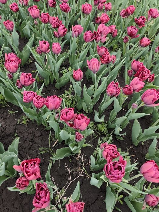 Голландські тюльпани