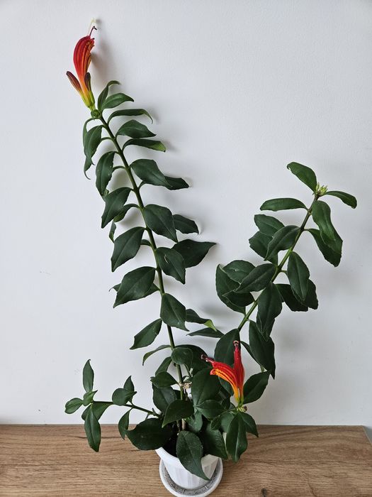 Есхінантус, молода рослина з квітами