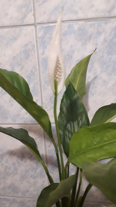 Спатифілум /жіноче щастя