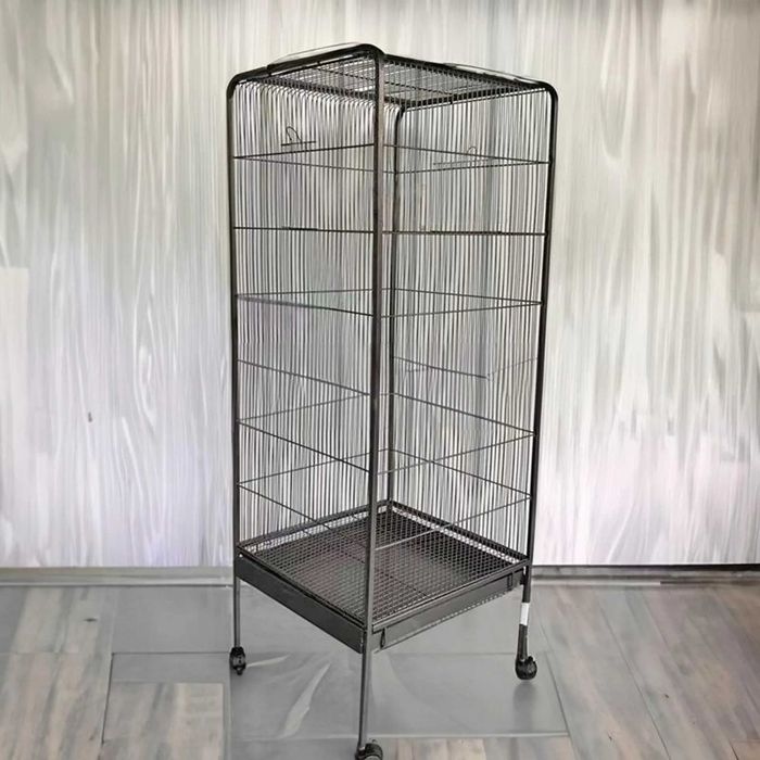 Lotopałanka młoda - samiec , samica Lotopałanki