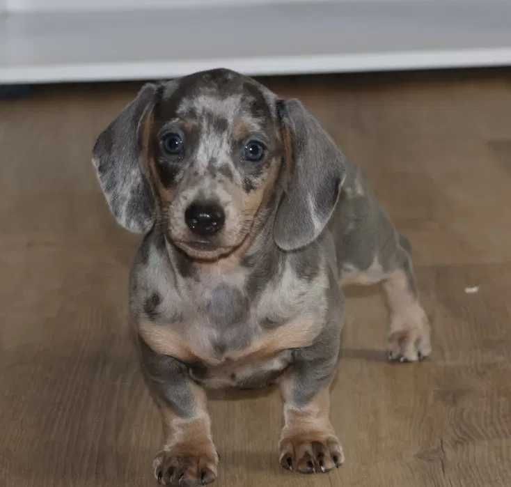 Teckel blue merle