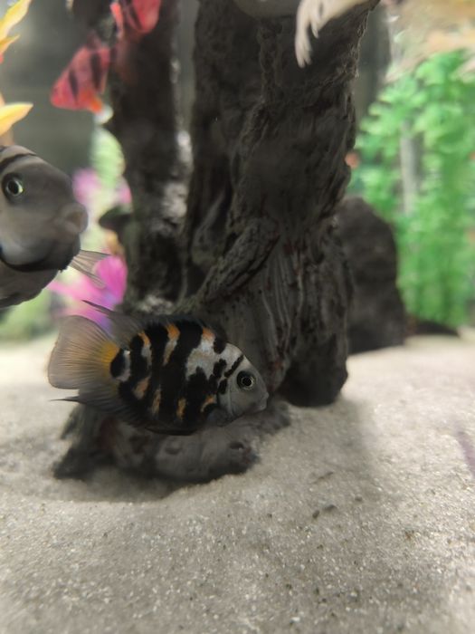 Сапфировый попугай