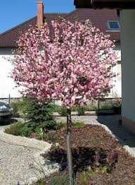 Migdałek trójklapowy szczepiony na pniu