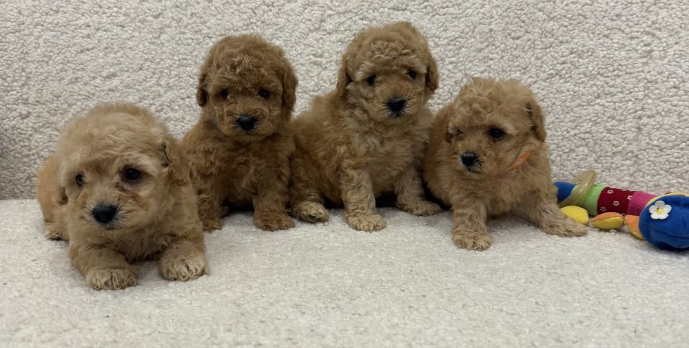 Четыре братишки той пудель!