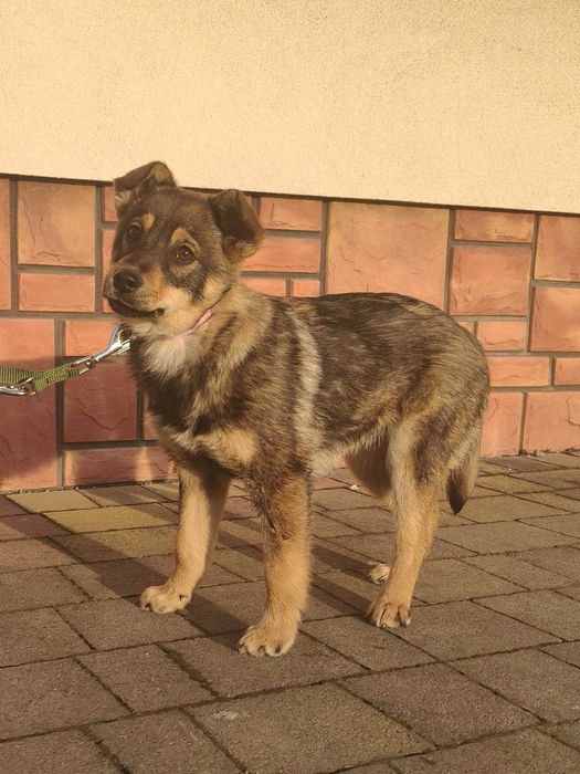 Bambi - młoda suczka szuka domu