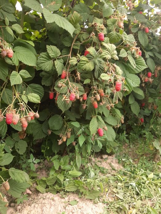 Продам садженці літньої малини