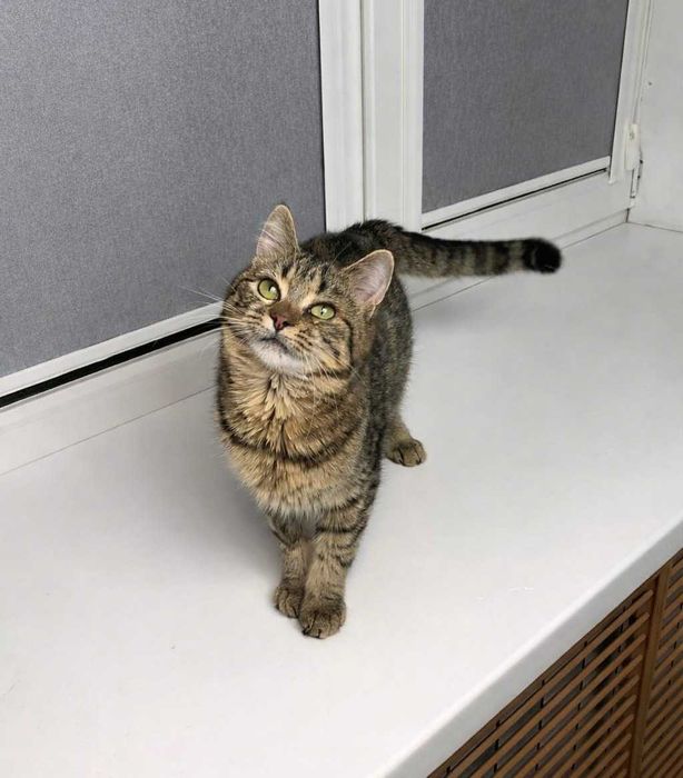 Смугаста красуня-кошеня МиМи, близько 7 місяців.