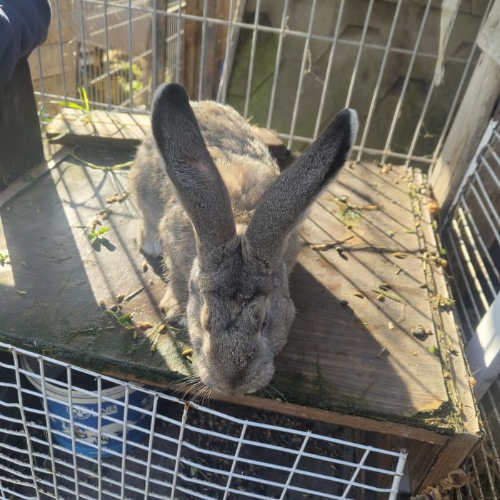 Sprzedam samce i samice Belg