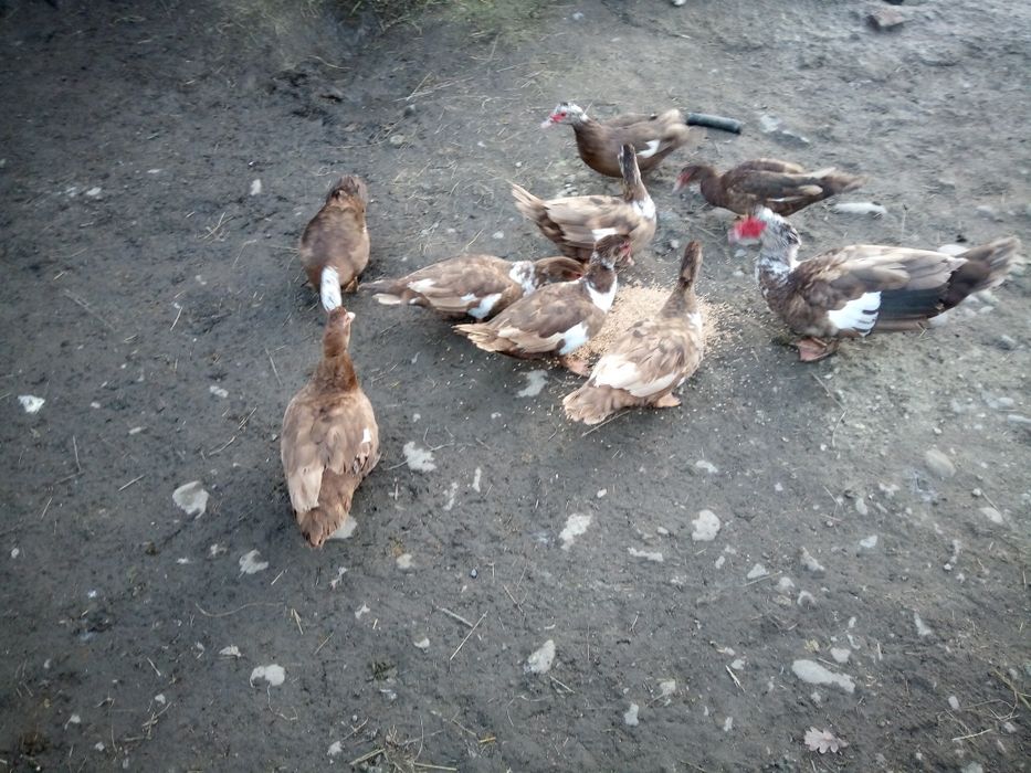 Продам індокачок шипунів