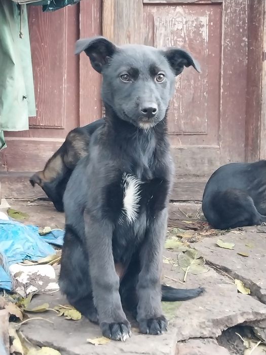 Шукаємо сім'ю найкращому песику другу