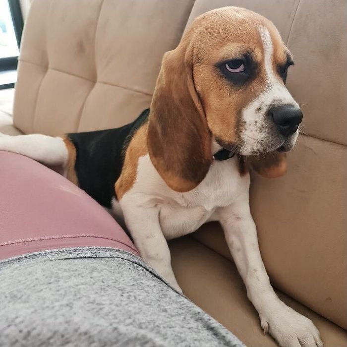 Beagle tricolir z rofowodem-wybitne!