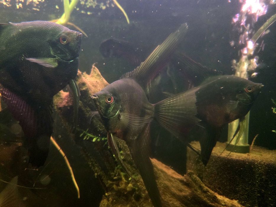 Skalar czarny weloniasty XL