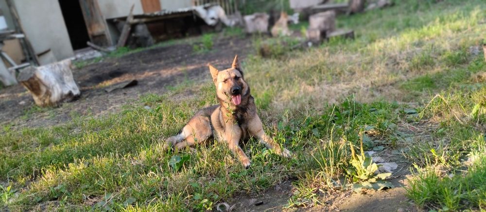 Потрібна допомога собакам