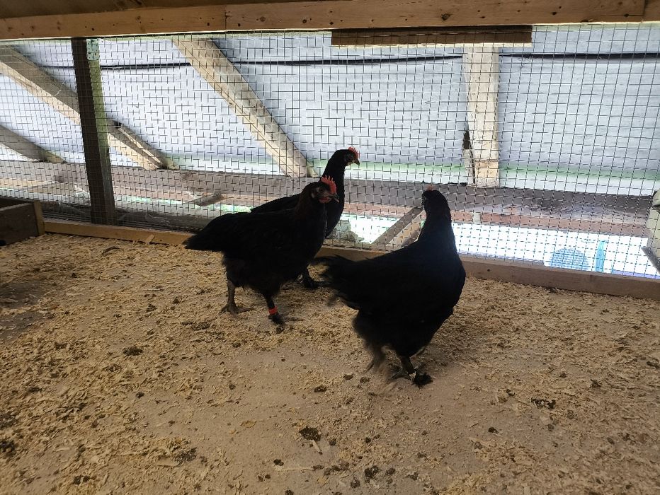 Koguty marans młode