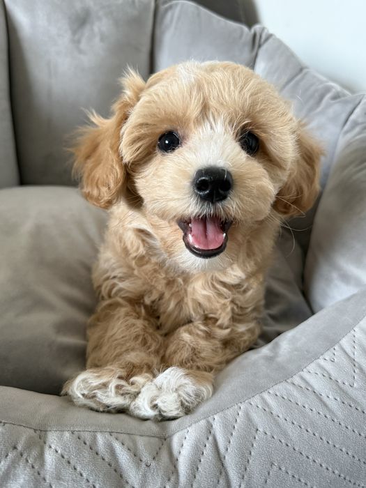 Usmiechniety maltipoo piesek z rodowodem