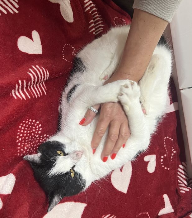 Kociaki szukają domków