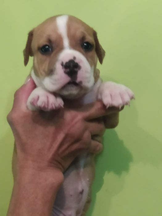 Amstaff suczka Rodowód ZKWP/ FCI Zapraszamy do rezerwacji