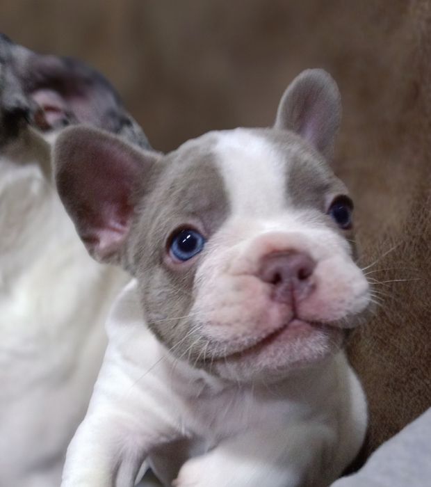 Французький бульдог