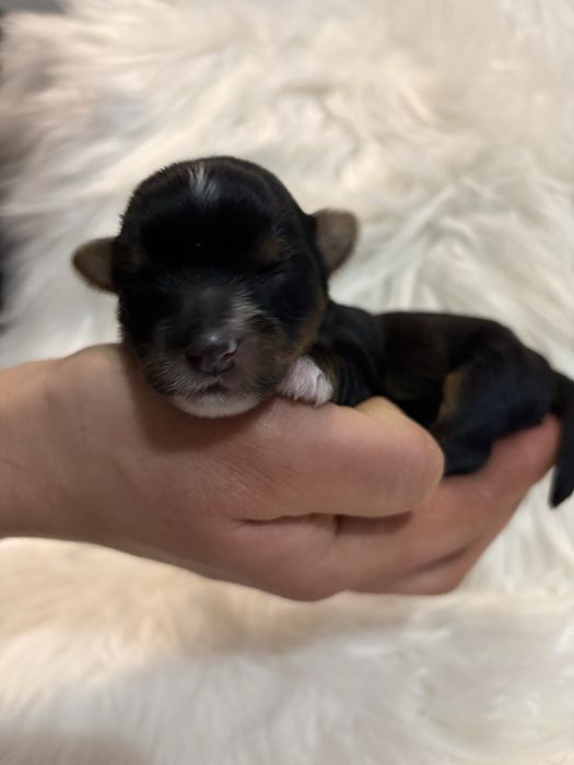 Do Rezerwacji Panda Yorkshire Terier Biewer