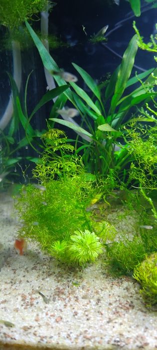 Guppys juvenis criação própria