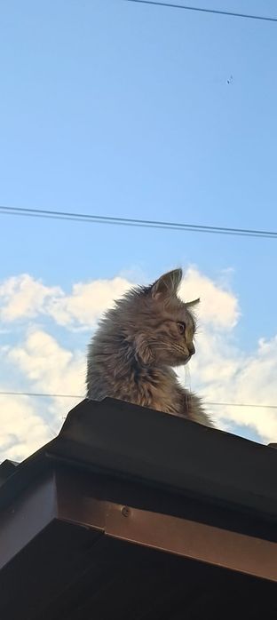 Віддам в добрі руки кошенят
