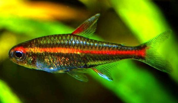 неон красный, неон голубой и другие рыбки