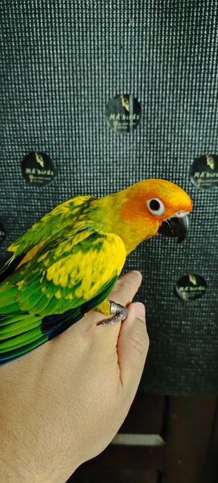 Aratinga Sol Pet 2026