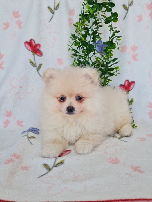 Exuberante mini Lulu da Pomerania / Spitz Alemão Anão de Qualidade