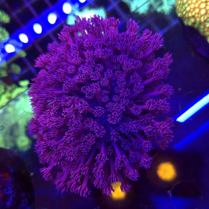 Goniopora Purple Matecznik WYSIWYG #1