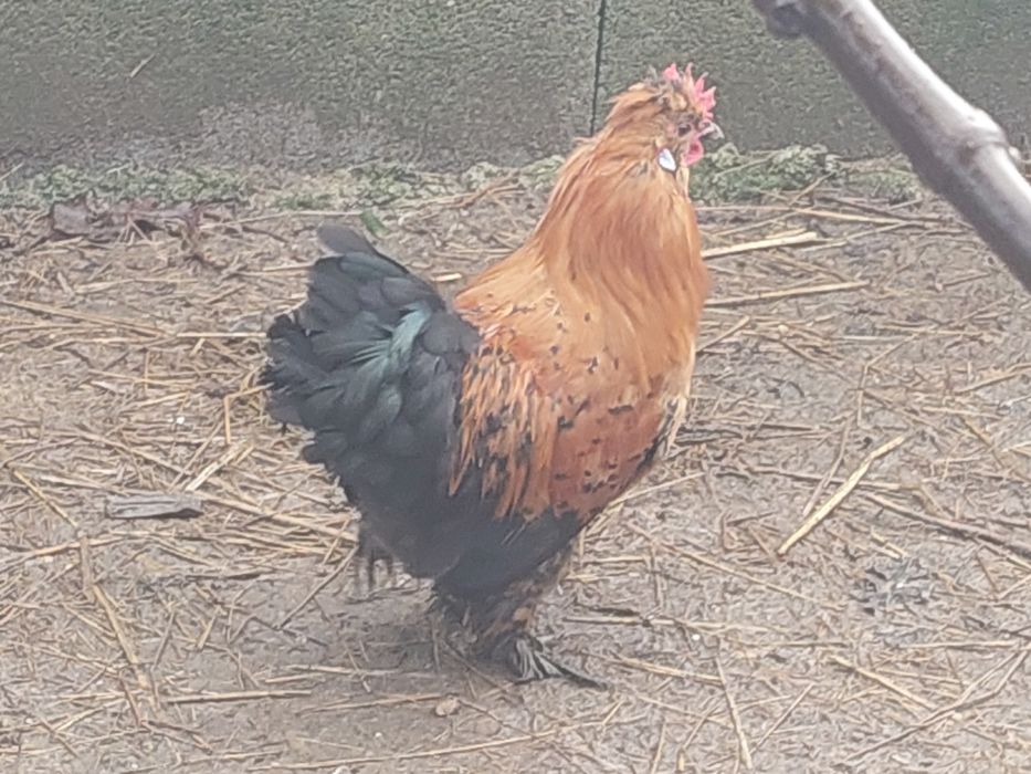 Galos de porte pequeno