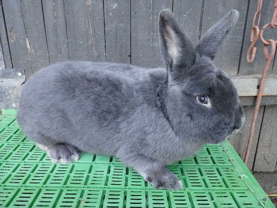 Samiec Wiedeński niebieski