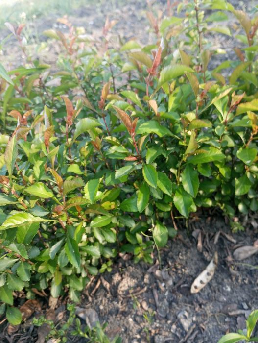 Krzewinki pigwowca 60 szt. wysokość 60_80 cm