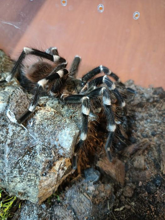 Acanthoscuria geniculata