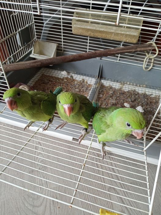 Ring necks domesticados