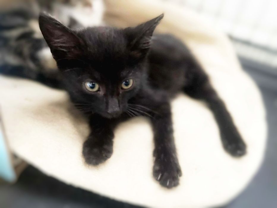 Półroczne kocurki szukają miłości