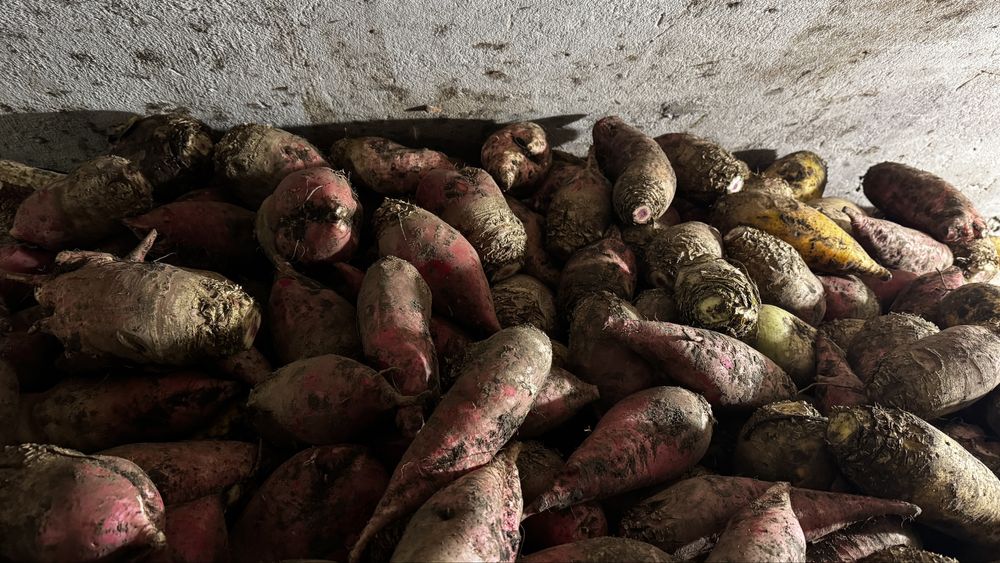 Продам кормові буряки