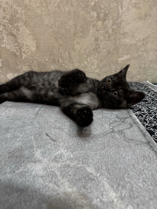 Продам Шотландця хлопчика Скотіш Страйт