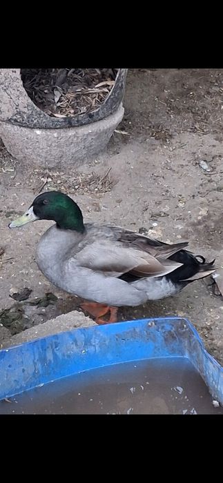 Vendo ou troco patos