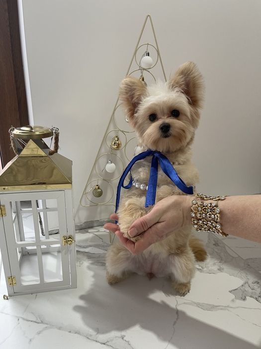 Помапу — 4 пухнасті принцеси шукають новий дім