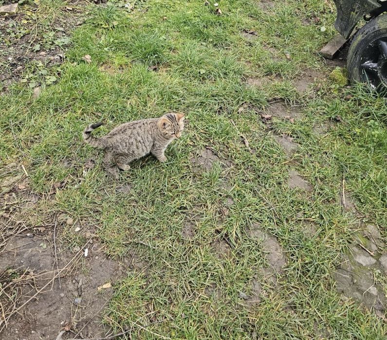 Віддамо киць в добрі руки