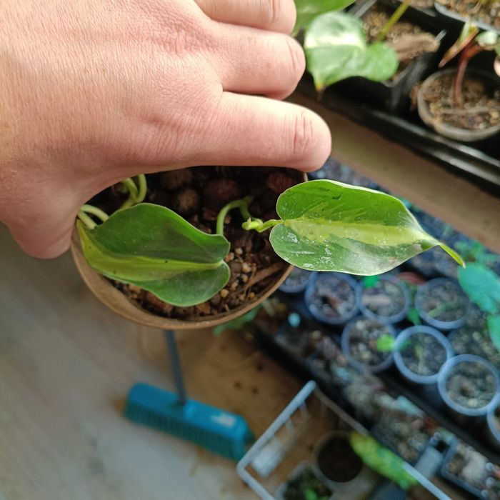 philodendron scandens brazil, carnival