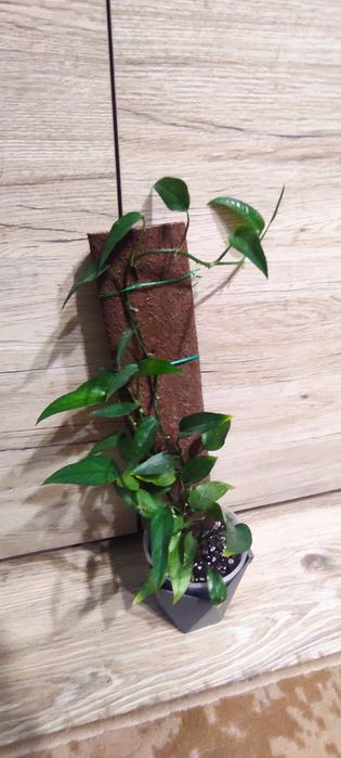 Epipremnum skeleton key