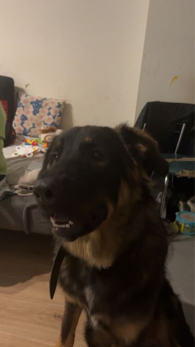 oddam pieska za darmo.