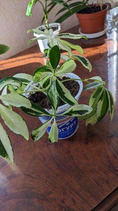 Кiмнатна рослина варiгатна Шефлера Жанiн неймовiрно гарна ,не вибаглив