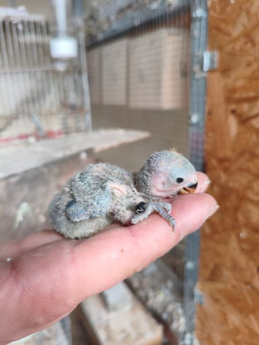 Agaponis roseicollis para criar a mao