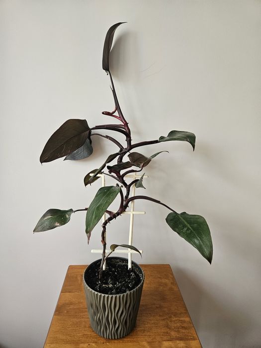 Philodendron Pink Princess