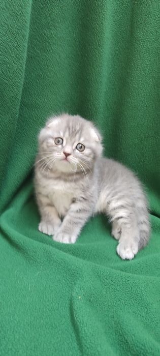 Шотландський малюк Джоні